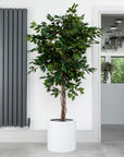 Artificial Ficus Tree in White Round Planter