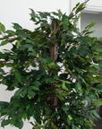 Artificial Ficus Tree in White Round Planter