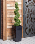 Artificial Buxus Spiral Topiary in Black Planter